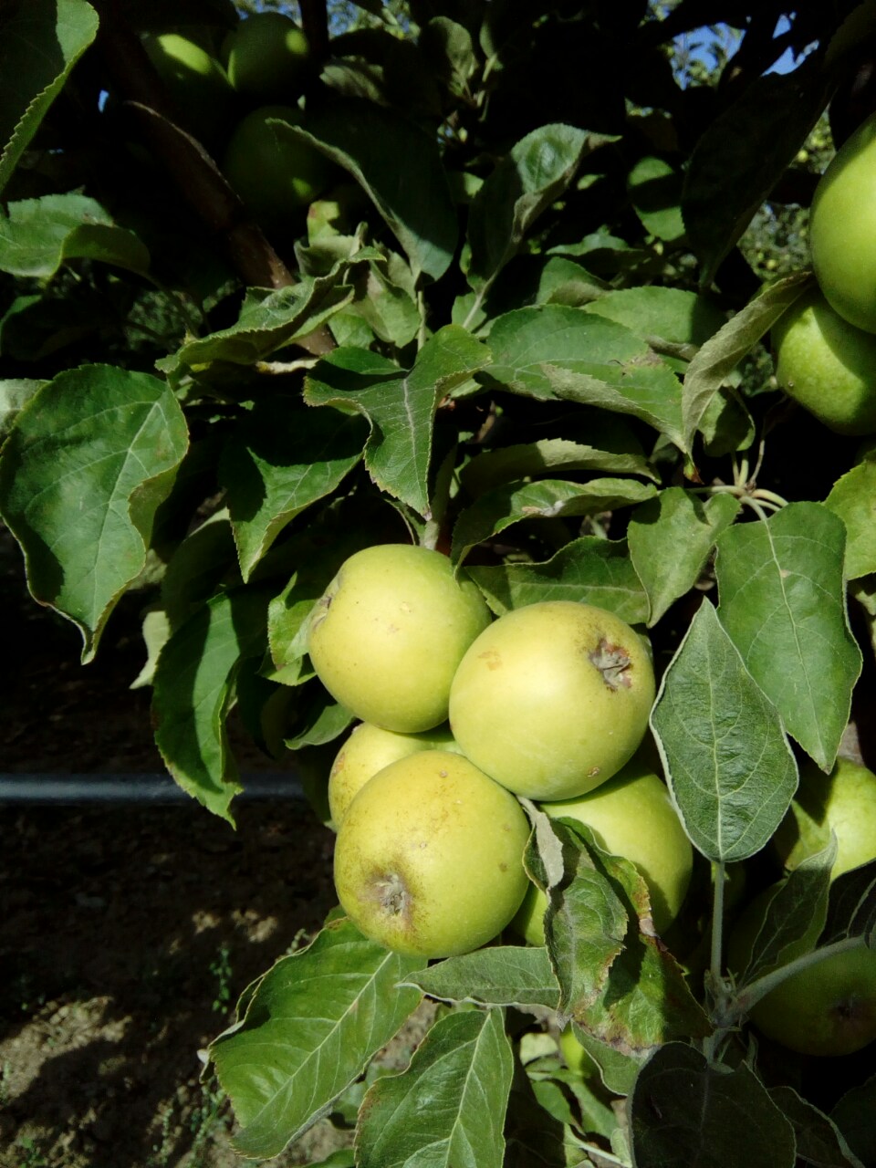 stubasta jabuka djerdan vocne sadnice